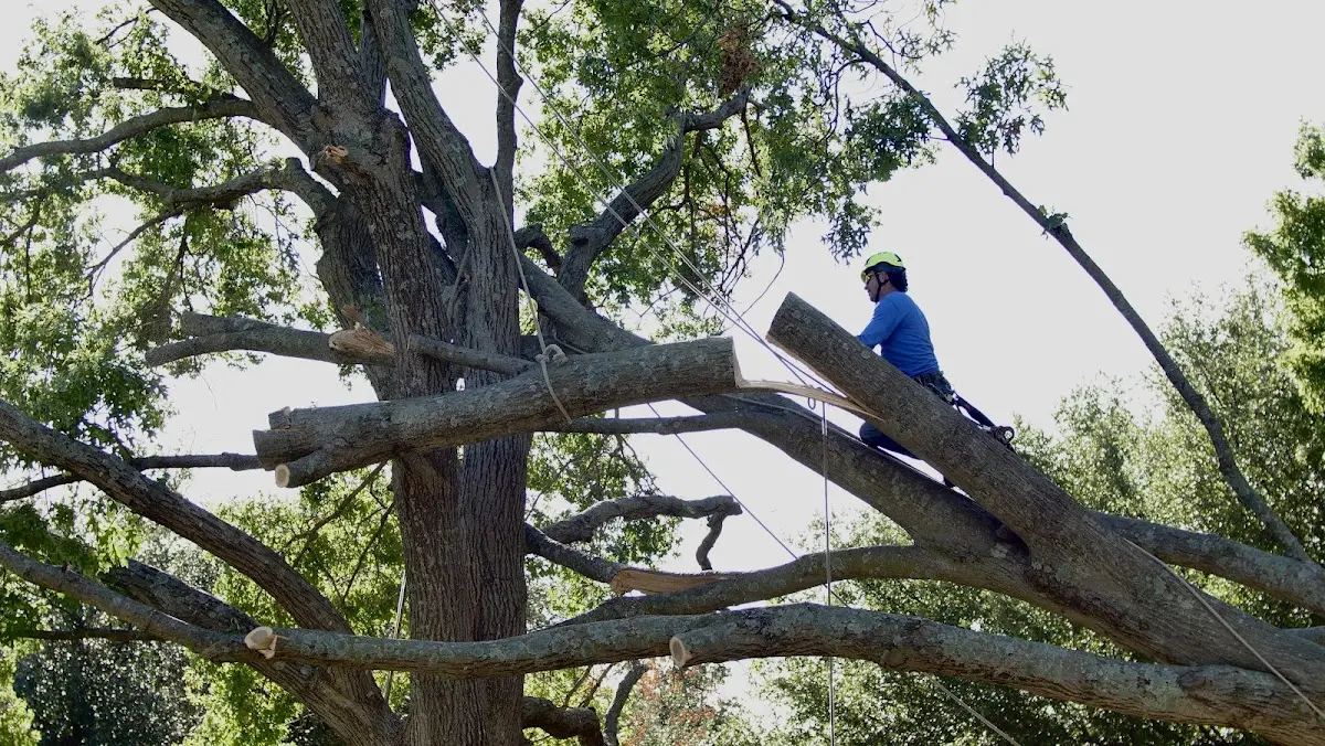 Professional Crown Thinning performed by certified arborists in Myrtle
